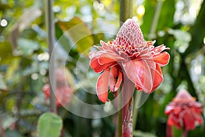 A Beautiful Red Torch Ginger Flower Blossom in Nature