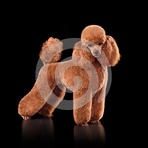 Beautiful red toy poodle