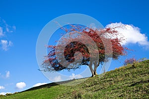 Beautiful red tree