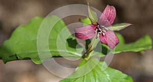 Beautiful Red Trillium Glowing Under the Springtime Light at YMX Airport
