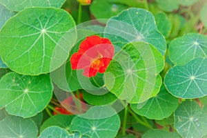 Beautiful red tropaeolum majus flower (nasturtium) with green round leaves background. Tropaeolum majus also known as garden