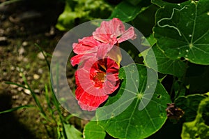 Beautiful red tropaeolum majus flower nasturtium with green round leaves background.