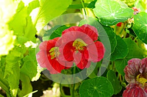 Beautiful red tropaeolum majus flower nasturtium with green round leaves background.