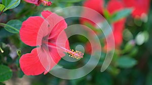 Beautiful red tropical flower hawaiian hibiscus with long pistil closeup