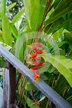 Beautiful red tropical flower heliconia rostrata hanging on a palm tree. Also called a  lobster claw  flower