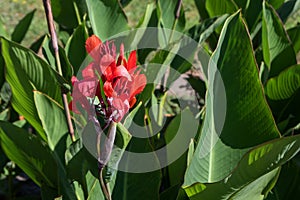 Beautiful red tropical flowers with green leaves on background. Nature concept
