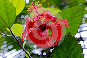 Beautiful Red Tropical Rainforest Flower Close Up