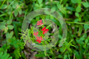 Beautiful red tropical single flower of Witchweed Striga asiatica in a green lush field photo