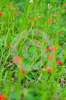 Beautiful red tropical single flower of Witchweed Striga asiatica in a green lush field photo