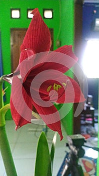 Beautiful red trumpet flower