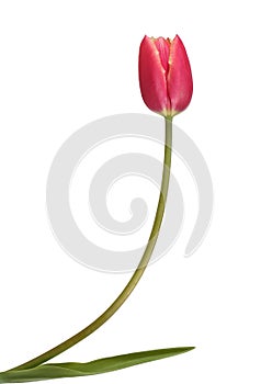 Beautiful red tulip