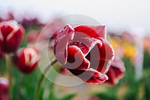 Beautiful red tulip bent down after rain.Background of a field of tulips in spring in Netherlands