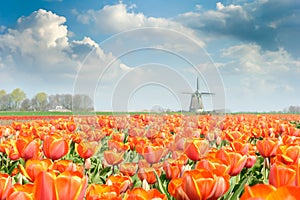 Beautiful red tulip field