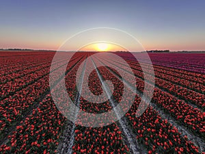 Beautiful red tulip field with straight corridors at sunset in the netherlands