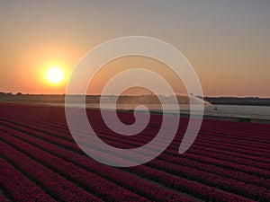 Beautiful red tulip field at sunset in the netherlands