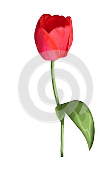 Beautiful red tulip flower with the effect of a watercolor drawing isolated on white background.