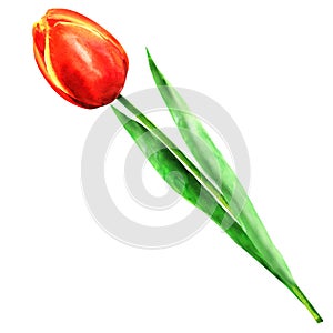 Beautiful red tulip flower with green leaf, spring flowers, isolated, hand drawn watercolor illustration on white