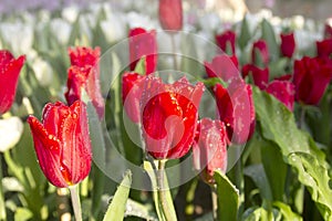 beautiful red tulip garden with water droplets on it