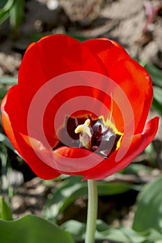 Beautiful red tulip, green leaves, close up in the