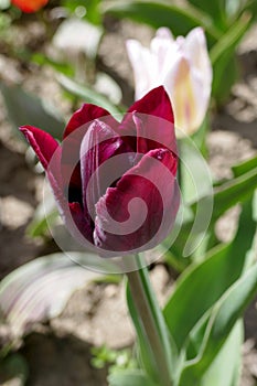 Beautiful red tulip, green leaves, close up in the