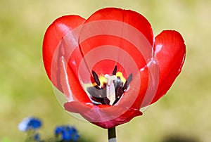 A beautiful red tulip isolated