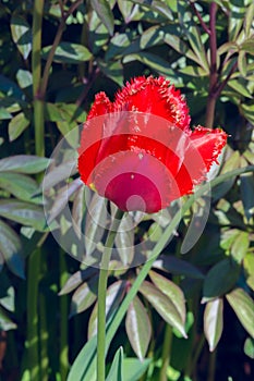 Beautiful red tulip in sunny spring garden