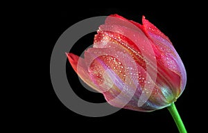 Beautiful red tulip in water drops isolated on black
