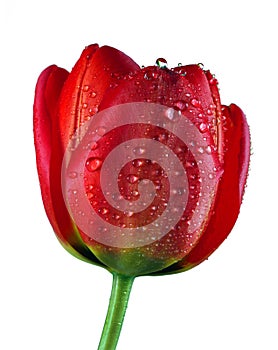 Beautiful red tulip in water drops isolated