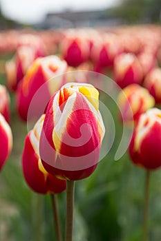 Beautiful red tulip with white and yellow tipped petals