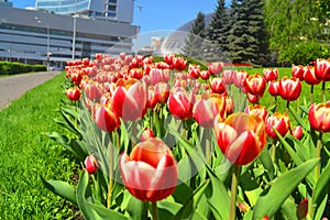 Beautiful red tulips