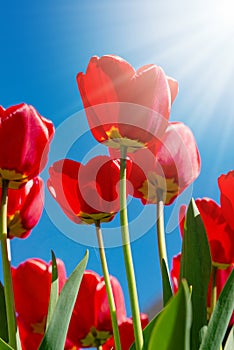 Beautiful red tulips against a blue cloudless sky on a bright sunny day. Low angle view