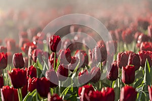 Beautiful red tulips blooming with morning warn light