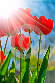 Beautiful red tulips and clear blue sky on a bright sunny day in spring. Low angle view. Vertical frame