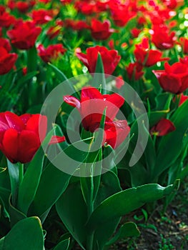 Beautiful red tulips Couleur Cardinal on a flowerbed photo