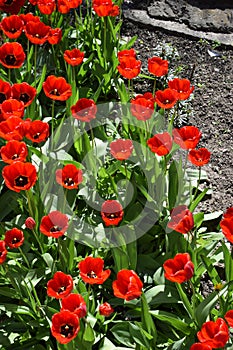 beautiful red tulips flooded with sunlight in the garden