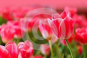 Beautiful Red Tulips Flower