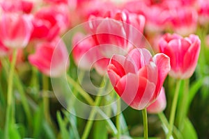 Beautiful Red Tulips Flower