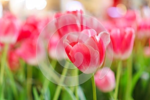 Beautiful Red Tulips Flower