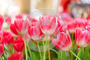 Beautiful Red Tulips Flower