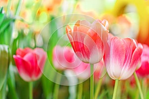 Beautiful Red Tulips Flower