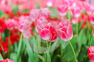 Beautiful Red Tulips Flower