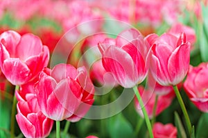Beautiful Red Tulips Flower