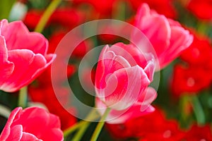 Beautiful Red Tulips Flower