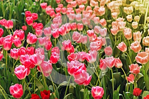 Beautiful Red Tulips Flower