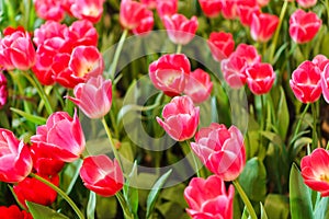 Beautiful Red Tulips Flower