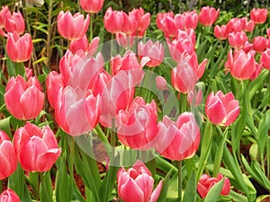 Beautiful red tulips flower in tulip field, spring-flowering plant
