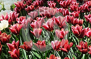 Beautiful Red tulips flower in tulips field at tulips gardens ba
