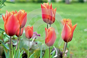 beautiful red tulips head blooming in a spring garden