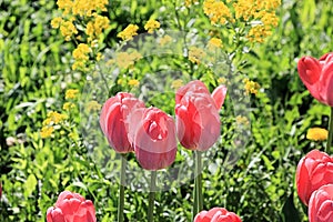 Beautiful red tulips, modest yellow flowers and green grass in a picture of harmonious spring nature