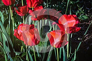 Beautiful red tulips in a morning sunlight